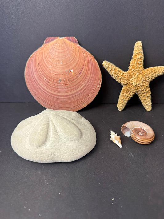 444 - Natural Seashell & Sea Life Collection Lot – Starfish, Sand Dollar & Large Shells