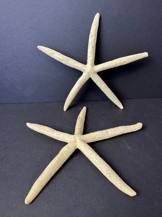 416 - starfish decorations, cute painted